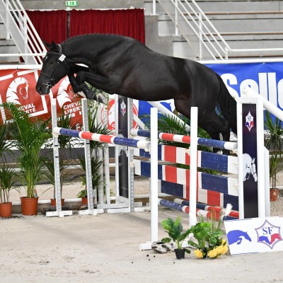 INDIGO D'HELBY